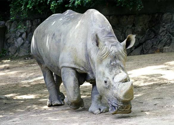 動物図鑑・シロサイ